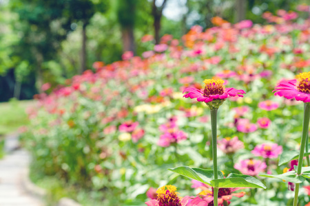 colorful cosmos flowers in the gardenの写真素材
