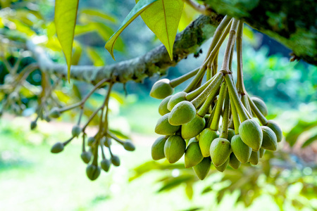 flowers durian in the gardenの写真素材