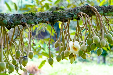 flowers durian in the gardenの写真素材