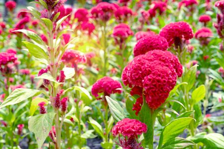 red cockscomb flowers in the gardenの写真素材