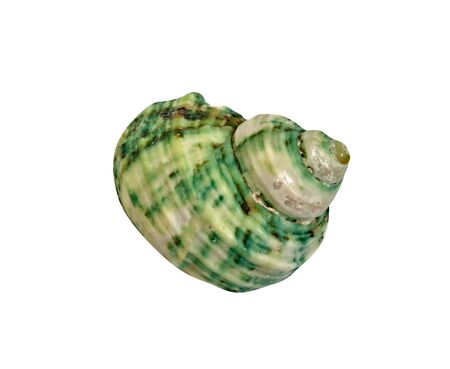 closeup green seashell  isolated on a white backgroundの写真素材