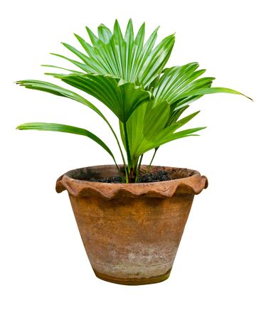 green palm leaves pattern with vase for nature concept, tropical leaf isolated on white backgroundの写真素材