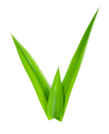 leaf Pandan isolated on white background ,Green leaves pattern  ,の写真素材