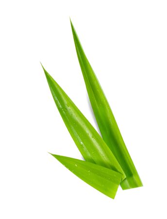leaf Pandan isolated on white background ,Green leaves pattern  ,include clipping pathの写真素材