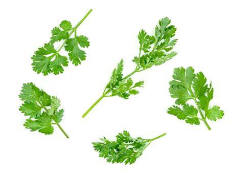 leaf Coriander or Cilantro isolated on white background ,Green leaves patternの写真素材