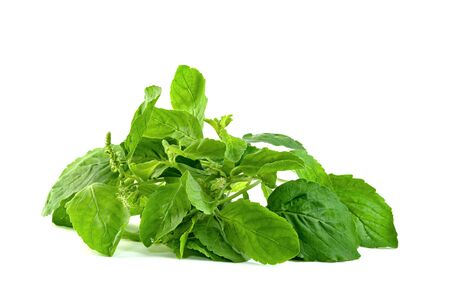 Holy Basil leaf or thai basil or Ocimum sanctum isolated on white background ,Green leaves pattern