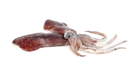 squid isolated on white background の写真素材