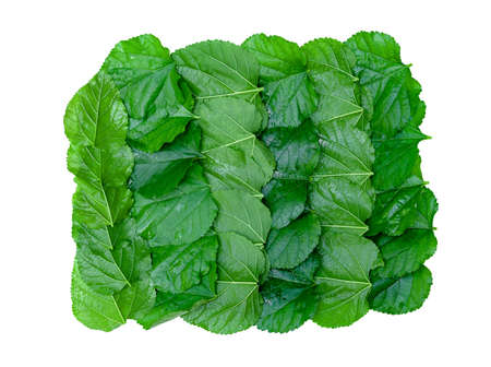 Mulberry foliage ,Green leaves pattern of tropical leaf plant isolated on white backgroundの写真素材