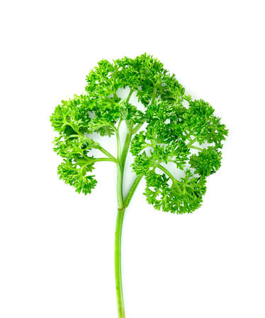 Parsley leaf or Petroselinum crispum leaves isolated on white background ,Green leaves pattern