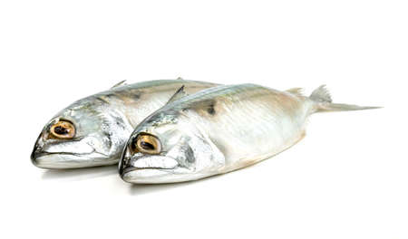 Fresh mackerel fish isolated on white backgroundの写真素材