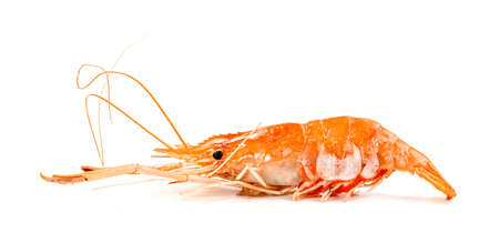 roasted river shrimp common isolated on white background ,grilled prawnの写真素材