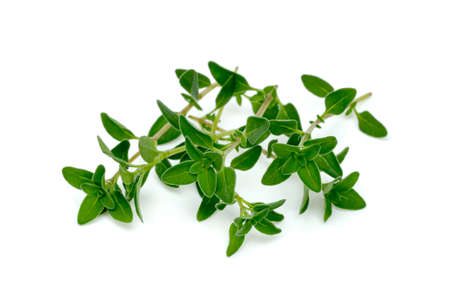 fresh thyme or Lemon thyme leaf isolated on a white background ,Green leaves patternの写真素材