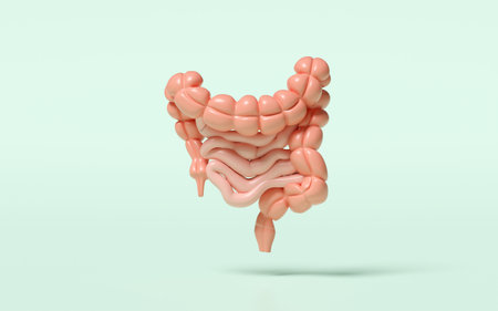 3d healthy intestine isolated on green background. health check concept, 3d illustration renderの写真素材