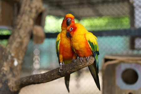 Two vibrant sun conure parrots, displaying striking orange, yellow, and green plumage, perch closely on a natural tree branch within an aviary. Their affectionate pose highlights their bond.の写真素材