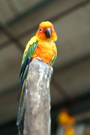 A striking Sun Conure parrot with vivid orange, yellow, green, and blue plumage perches on a...