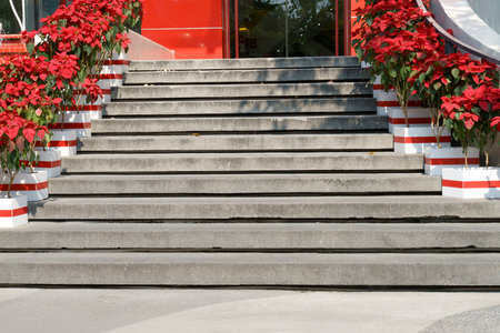 Concrete stairs leading to a building entrance decorated with vibrant red poinsettia flowers in...