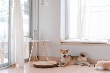 Shiba inu, dog at homeの写真素材