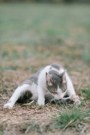 cute cat in the gardenの写真素材