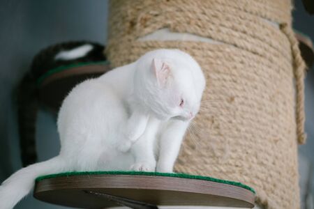 Cute funny cat and tree in room