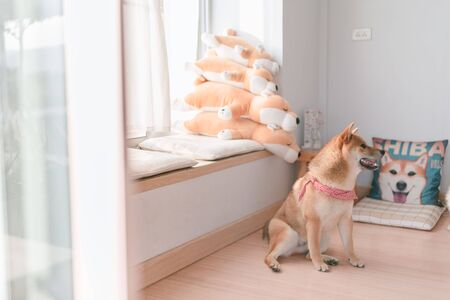 Shiba inu, dog at homeの写真素材
