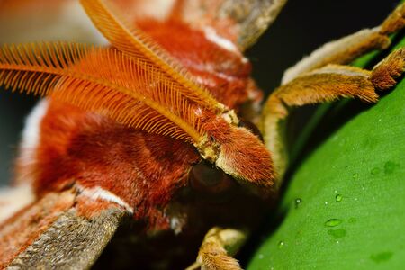 Beautiful big butterfly, Giant Atlas Moth, Attacus atlas, insect in green nature habitat, India, Asiaの写真素材