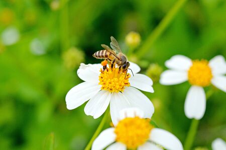 Bee, flies copulating on a daisy, spring ,World Environment Dayの写真素材