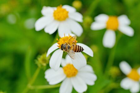Bee, flies copulating on a daisy, spring ,World Environment Day