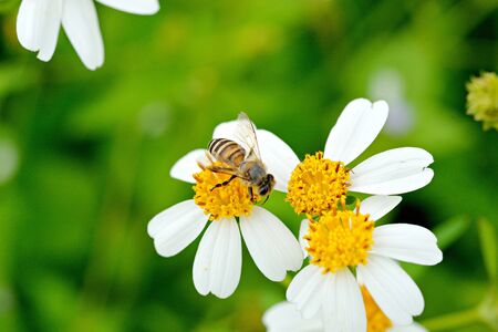 Bee, flies copulating on a daisy, spring ,World Environment Dayの写真素材