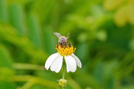 Bee, flies copulating on a daisy, spring ,World Environment Day