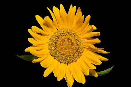 Sunflower close up. Bright yellow sunflowers. Sunflower backgroundの写真素材
