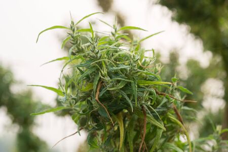marihuana plantsの写真素材