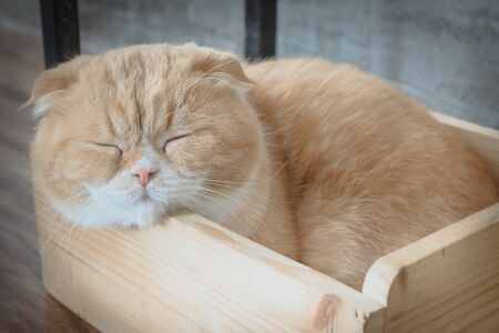Cat lies in box on wooden background. Fluffy pet is going to sleep there.の写真素材