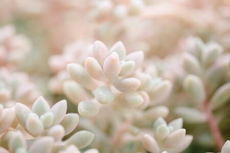 Pretty pink jelly bean sedum (Sedum pachyphyllum) reddened by a prolonged sun exposure, with an old wall on the backgroundの写真素材