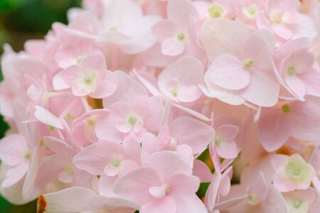 Spring border background with pink Flowerの写真素材