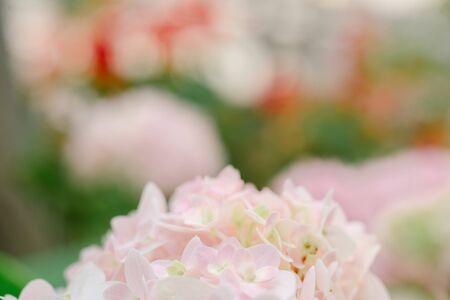 Spring border background with pink Flowerの写真素材