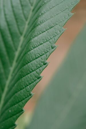 Texture of a green leaf as backgroundの写真素材