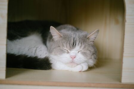 Cat lies in box on wooden background. Fluffy pet is going to sleep there.の写真素材