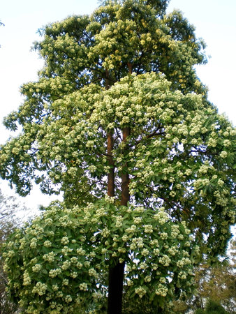 Beautiful blooming of Blackboard tree, central of Thailand