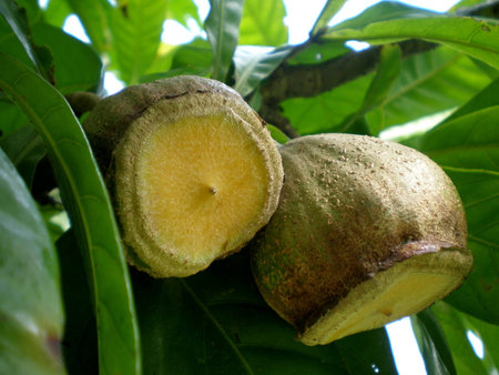 Gustavia fruits, central of Thailand