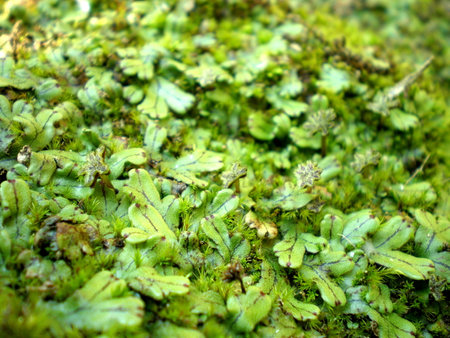 Liverwort, Tak province, northern of Thailandの写真素材