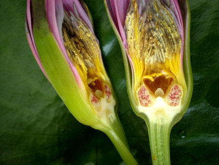 Ovules of lotusの写真素材