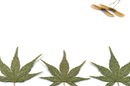 Japanese maple backgroundの写真素材