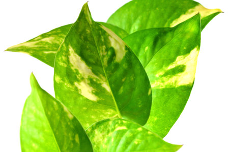 Devil s ivy, Epipremnum aureum, central of Thailandの写真素材