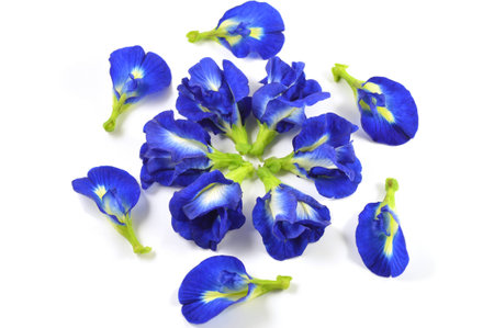 Asian pigeonwings flower, Clitoria ternatea, Family Fabaceaeの写真素材