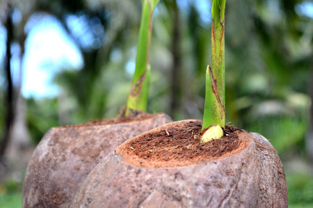 Young coconut tree, Cocos nucifera, Family Arecaceae from central of Thailandの写真素材