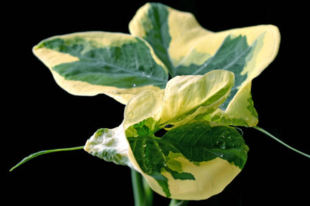 Micky mouse taro, Xanthosoma atrovirens, Family Araceae, Central of Thailand