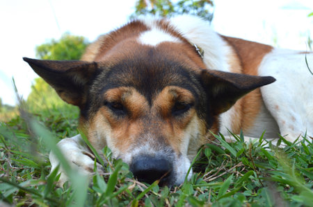 Thai mixed breed dog from central of Thailandの写真素材