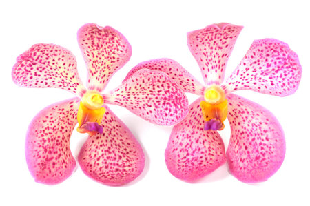 Pink vanda orchidsの写真素材
