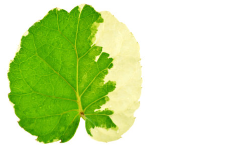 Polyscias leafの写真素材