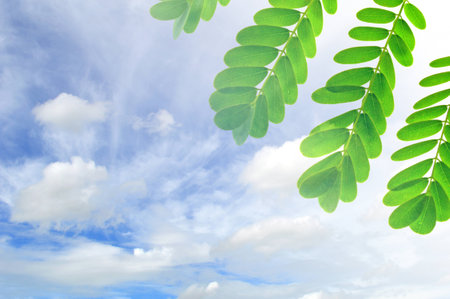 Peacock leaves on blue sky and clouds backgroundの写真素材